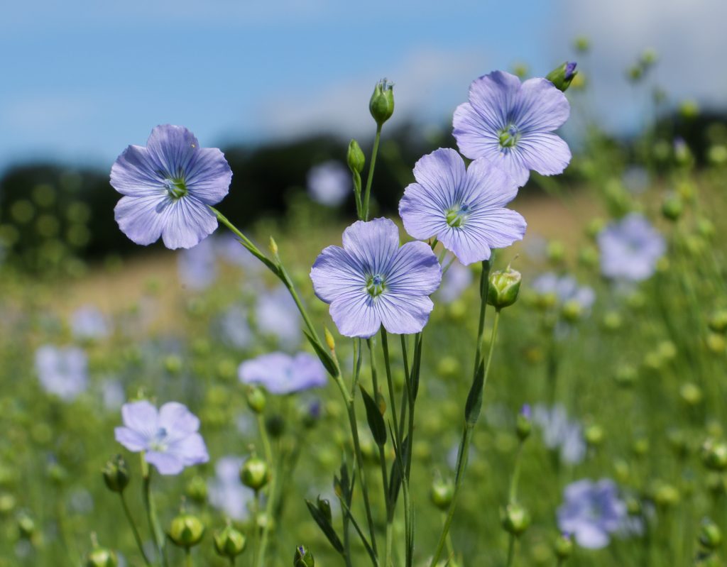 Flax Forward Caitlin Pharoah Hummingbird's Photography