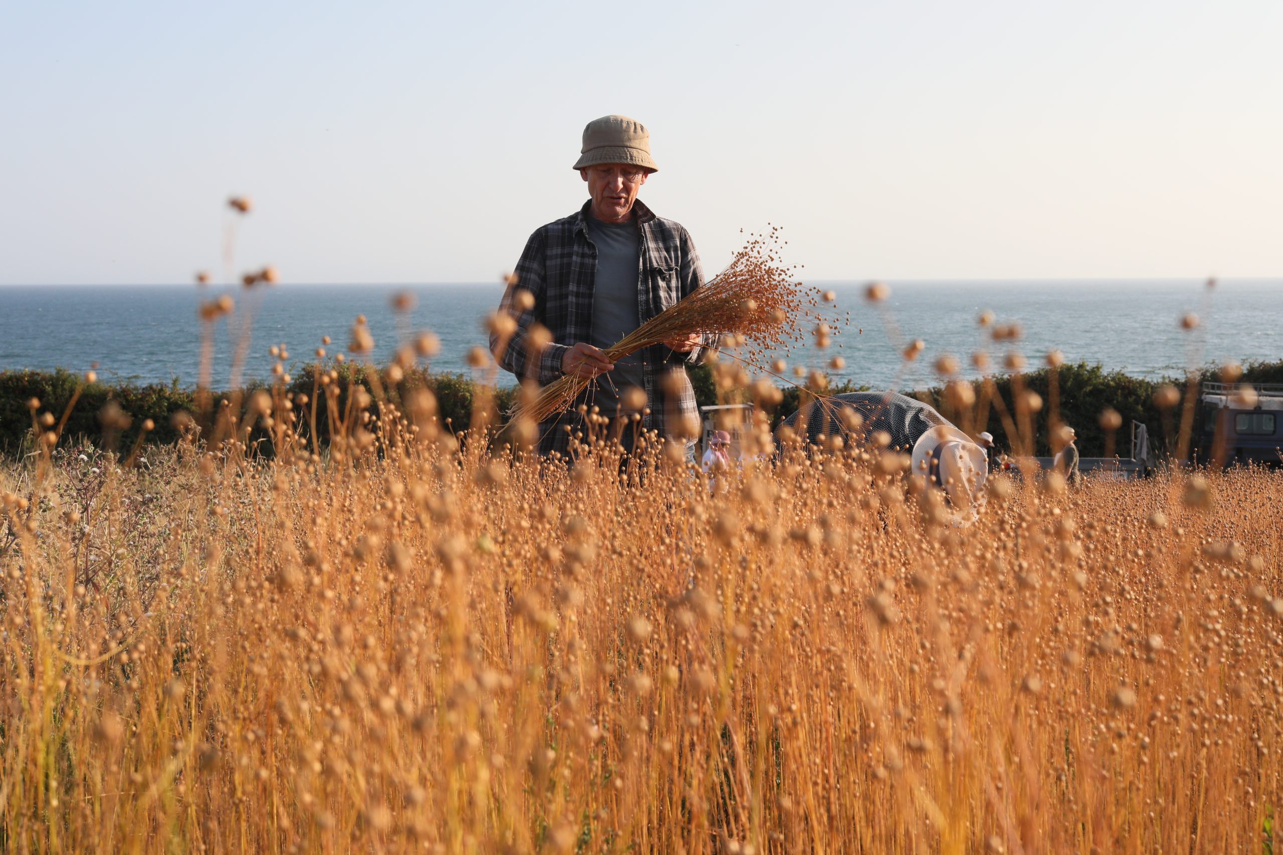 Hummingbird's Photography Flax Harvest